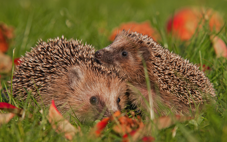 Igel Cräcker — Rezepte Suchen